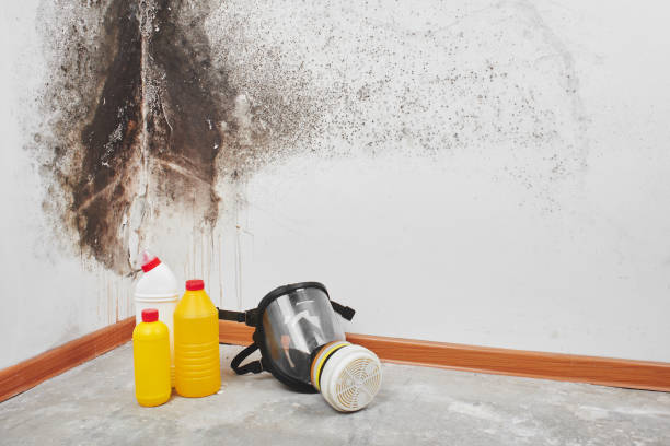 Best Commercial Mold Remediation in Olney, IL