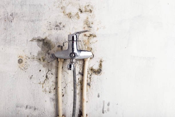 Best HVAC Mold Remediation in Olney, IL