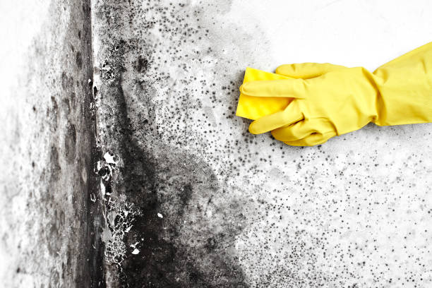 Best Mold Testing and Inspection Services in Olney, IL