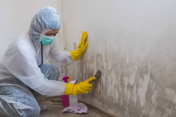Best Insurance-Related Mold Remediation in Olney, IL