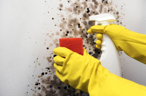 Best Emergency Mold Remediation in Olney, IL