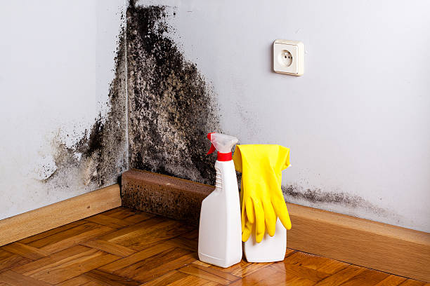 Best Localized Mold Remediation (e.g., coastal areas, humid climates) in Olney, IL