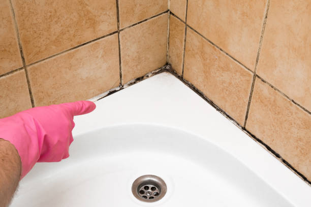 Olney, IL Mold Remediation Company