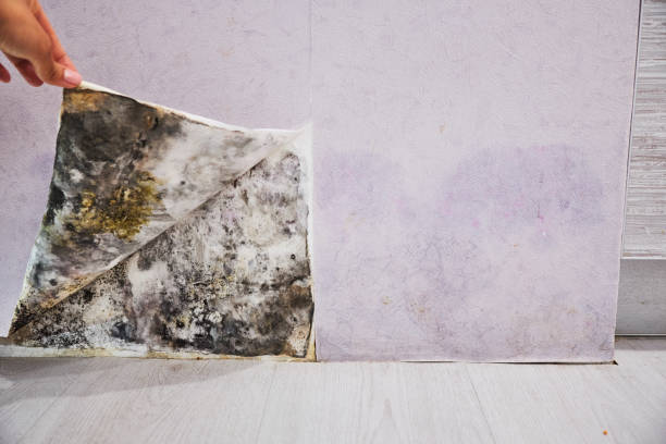 Best Industrial Mold Remediation in Olney, IL